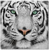 Black and White Tiger | SB-61099 - Canal Furniture