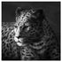 Cheetah SB-61253A - Canal Furniture