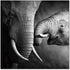 Wall Art Mama Elephant | SB-61166 - Canal Furniture