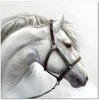 White Horse - SB-61184