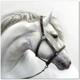 White Horse - SB-61184