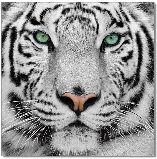 J and M Furniture Wall Art Black and White Tiger | SB-61099