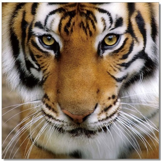 J and M Furniture Wall Art Tiger | SB-61098