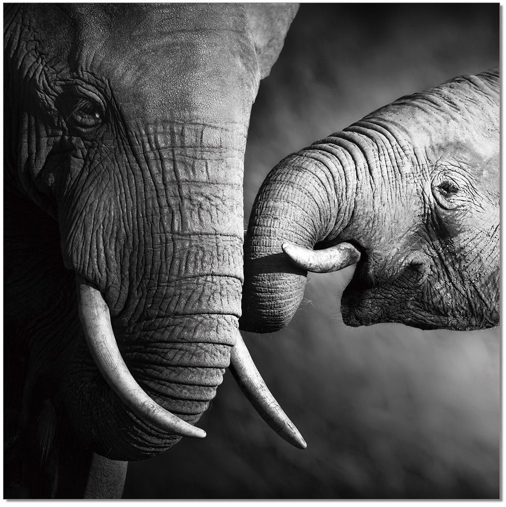 J and M Furniture Wall Art Wall Art Mama Elephant | SB-61166