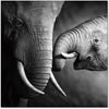 Wall Art Mama Elephant | SB-61166